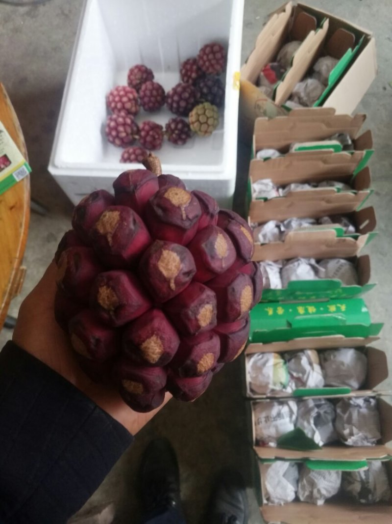特色养身奇果黑老虎鲜果