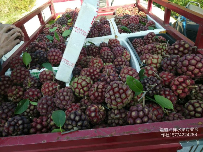 特色养身奇果黑老虎鲜果