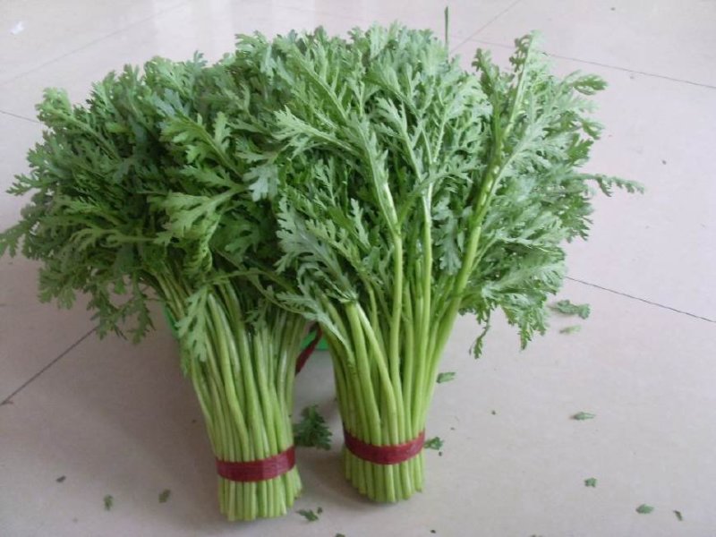 茼蒿20～25cm大量供应品质上乘