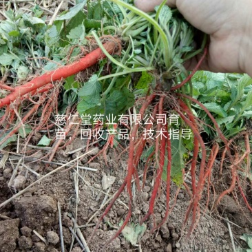 丹参苗