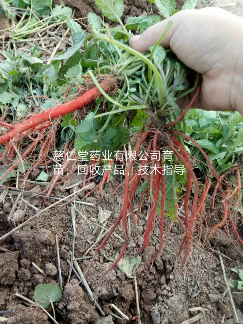 丹参苗