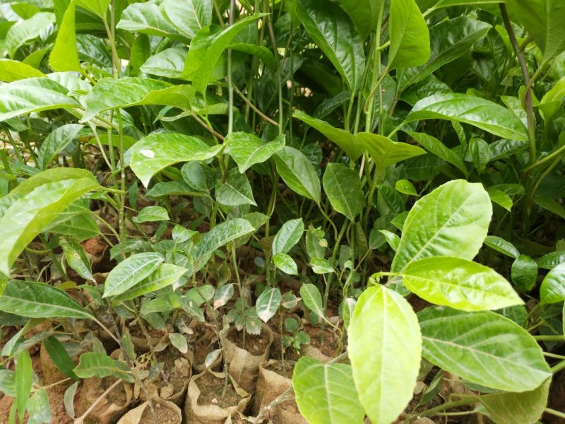 黄金百香果苗