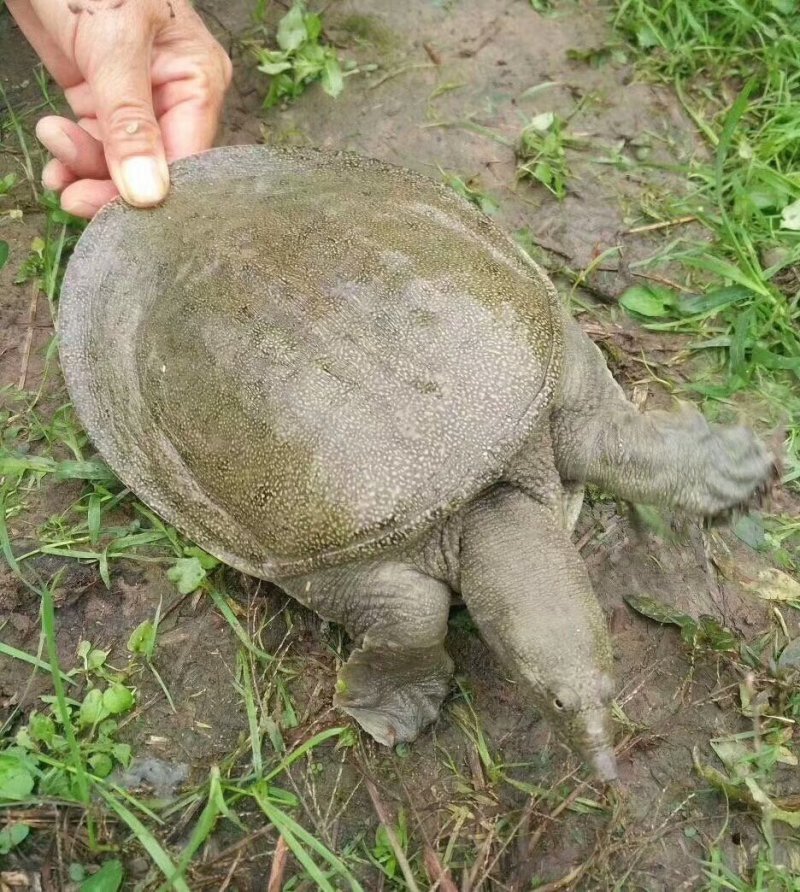 中华鳖