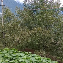核桃果