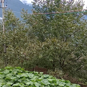 核桃仁，核桃果