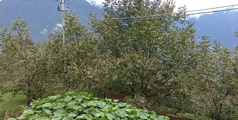 核桃果，核桃仁