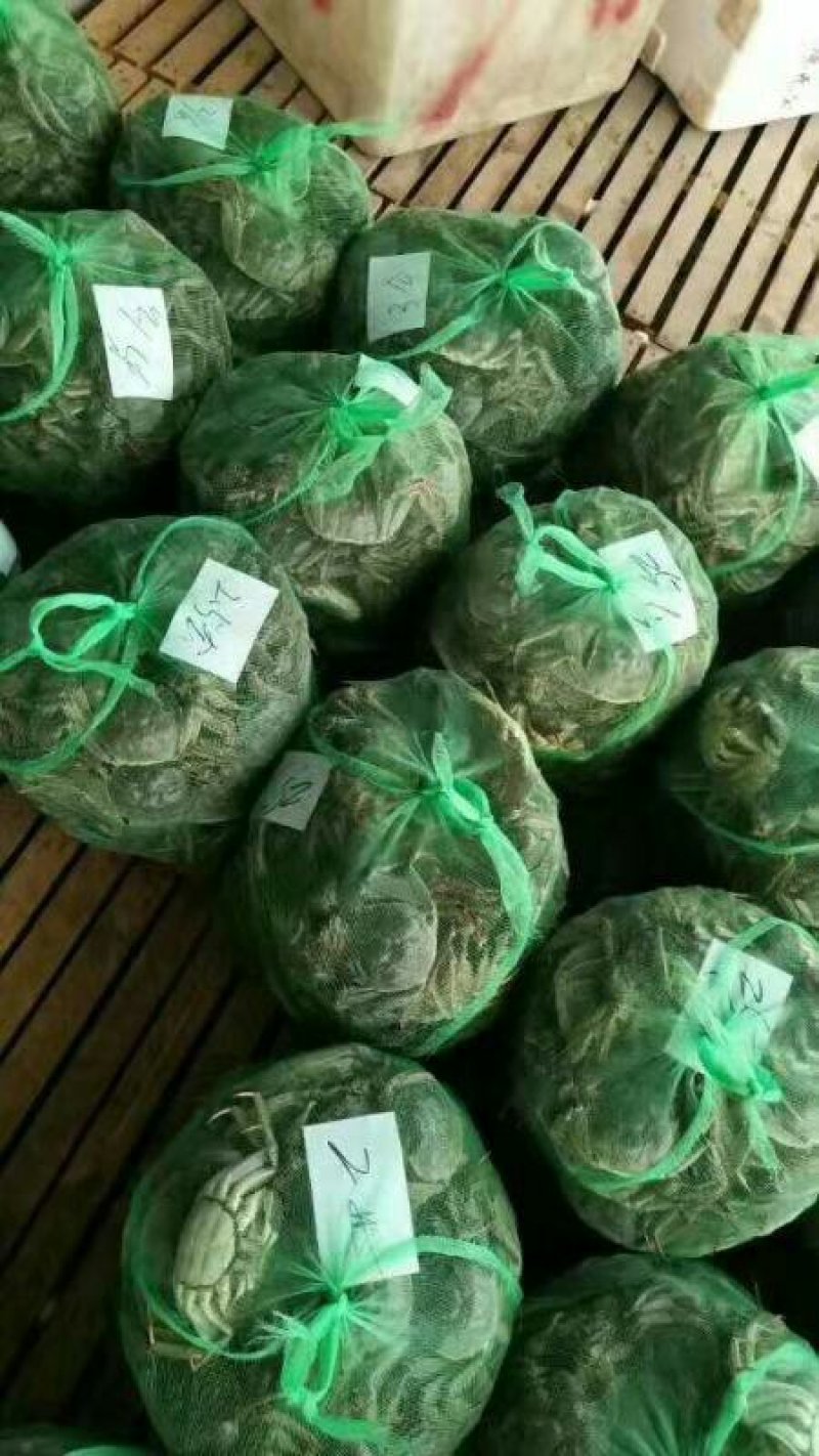 兴化红膏大闸蟹1.68母