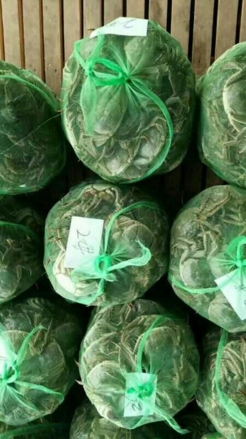 兴化红膏大闸蟹2.5公