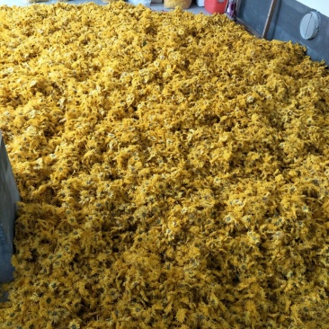 金丝皇菊，一朵一杯，清热去火