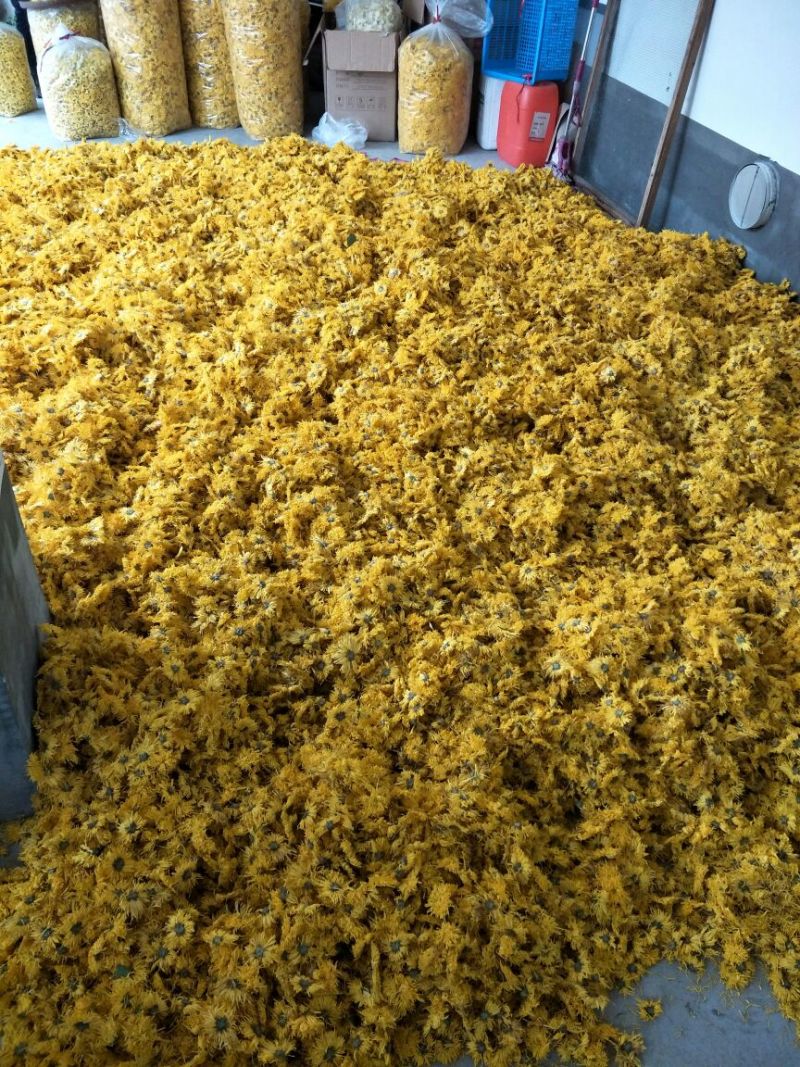 金丝皇菊，一朵一杯，清热去火