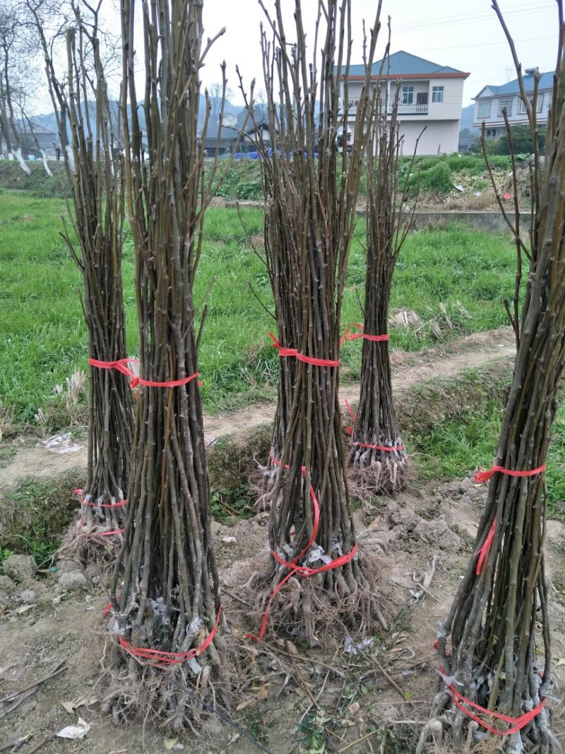 金秋梨苗放心苗认证品质保证假一赔十