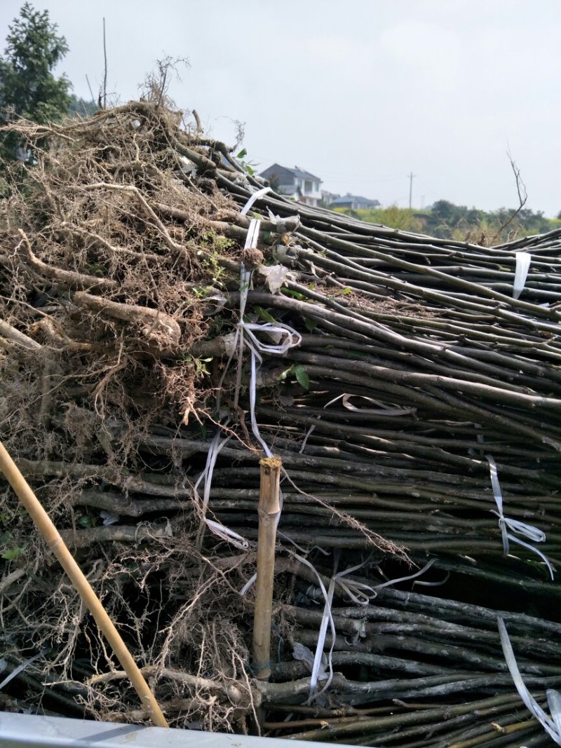 金秋梨苗放心苗认证品质保证假一赔十