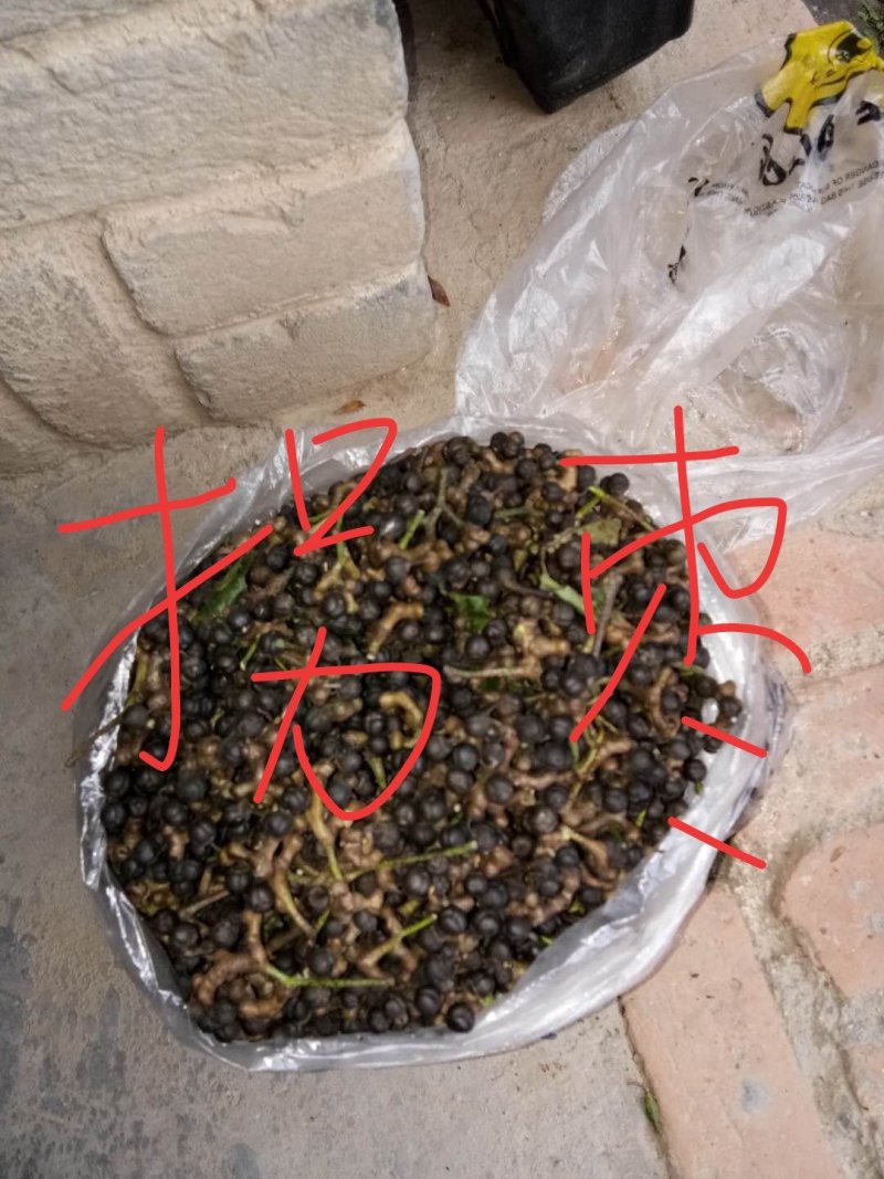 拐枣种子