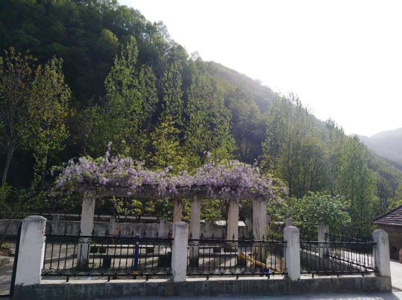 紫藤花子，全新紫藤种子