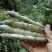 紫藤花子，全新紫藤种子