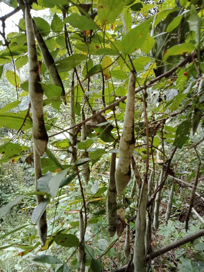 紫藤花子，全新紫藤种子