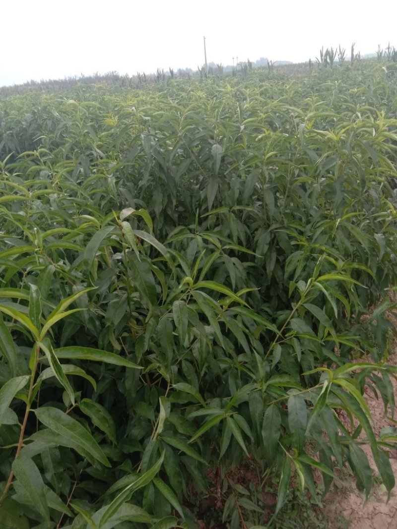 晚熟新世纪黄桃苗，，