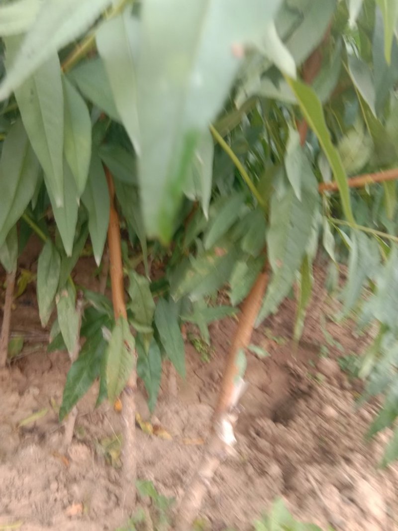 晚熟新世纪黄桃苗，，