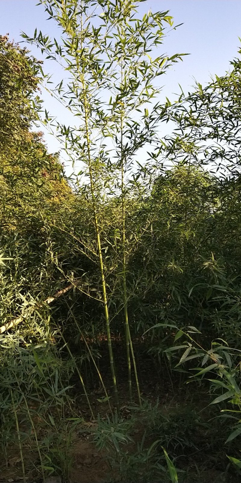 琴丝竹，早园竹