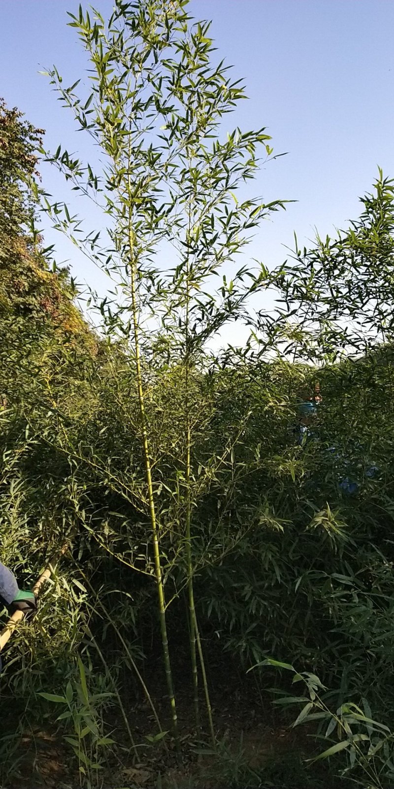 琴丝竹，早园竹
