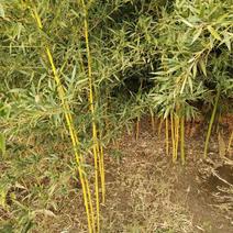 金镶玉竹自家种植，无中介，成活率高，规格齐全，质量保证。