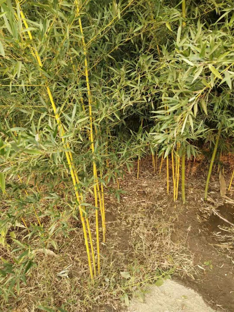 金镶玉竹自家种植，无中介，成活率高，规格齐全，质量保证。