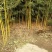 金镶玉竹自家种植，无中介，成活率高，规格齐全，质量保证。