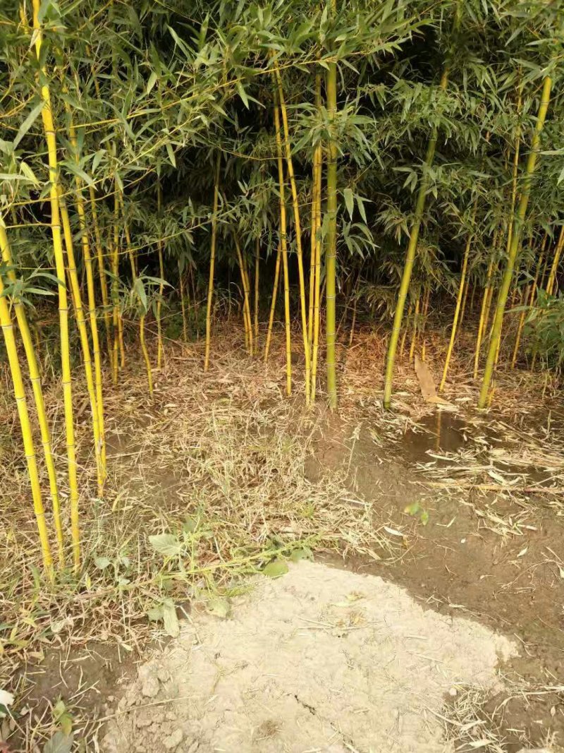 金镶玉竹自家种植，无中介，成活率高，规格齐全，质量保证。