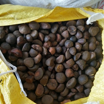 山茶籽