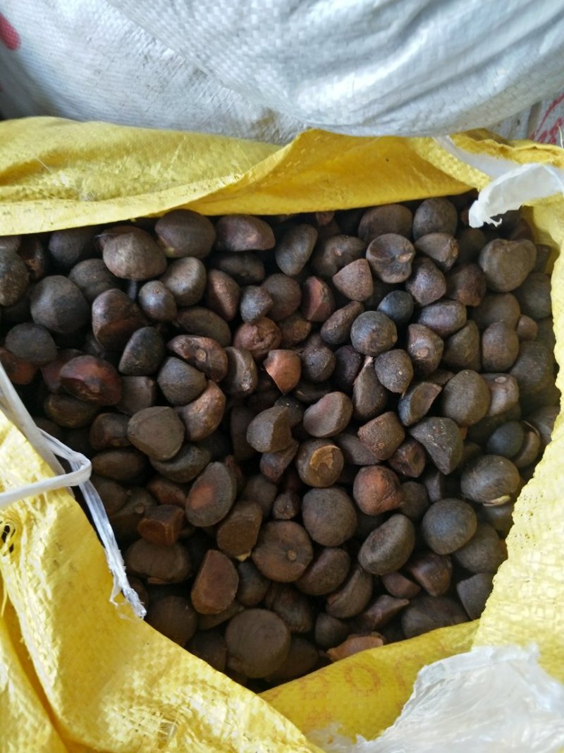 山茶籽