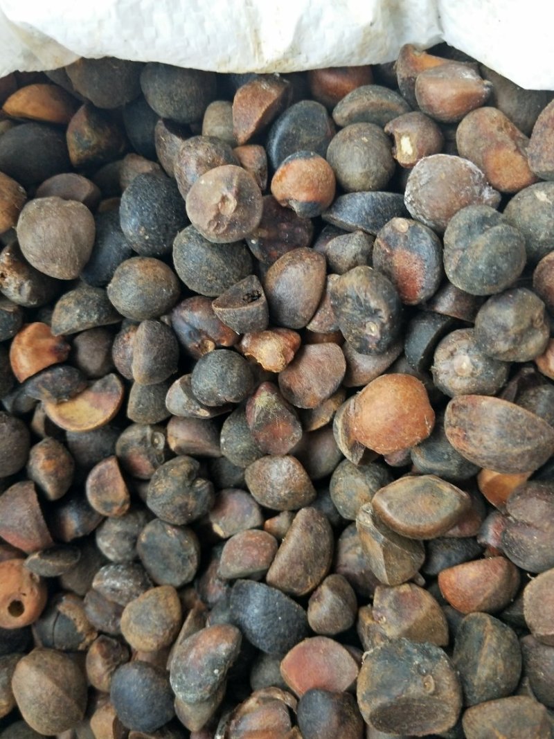 山茶籽