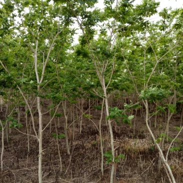 海南黄花梨树2至5公分10万株，广西桂林
