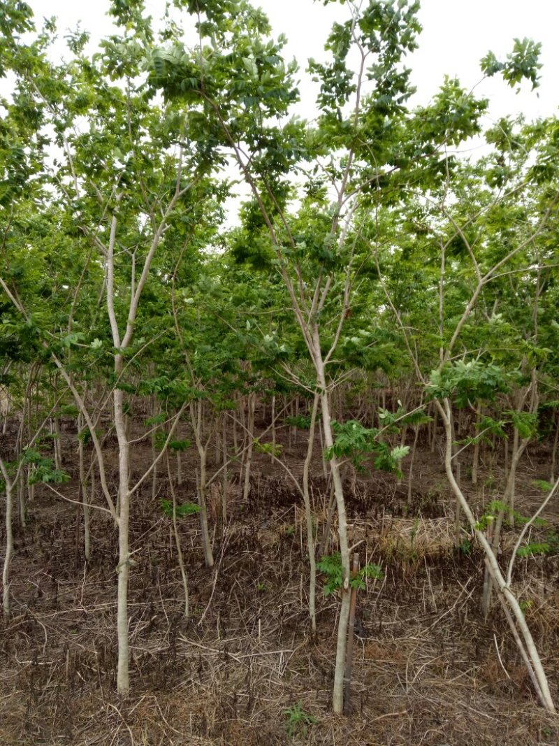 海南黄花梨树2至5公分10万株，广西桂林