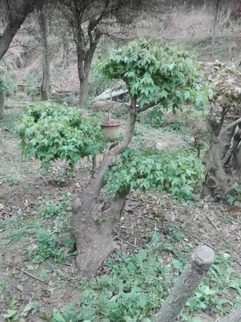 紫薇