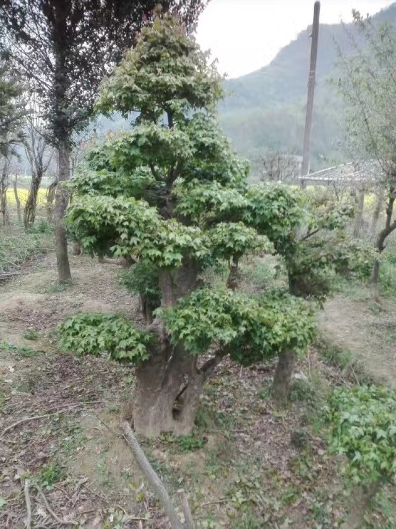紫薇