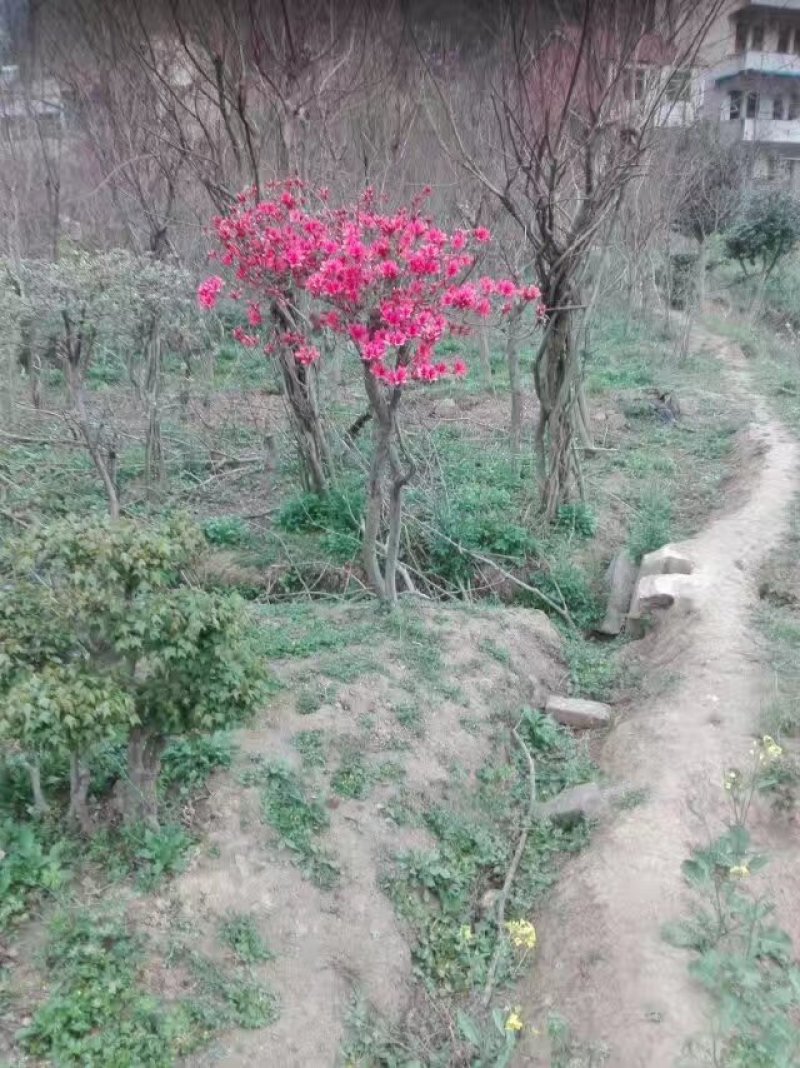紫薇