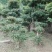 紫薇