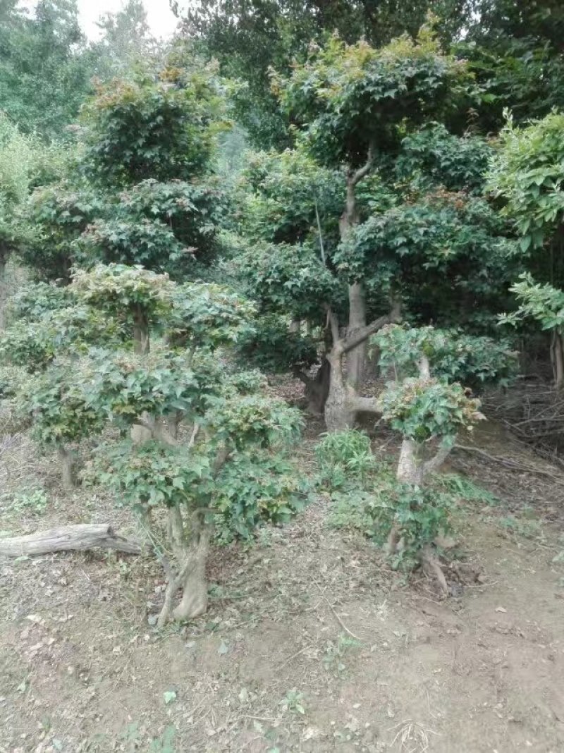紫薇
