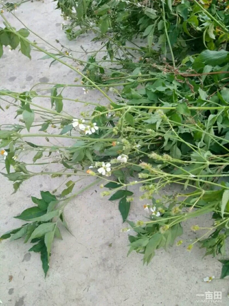 鬼针草