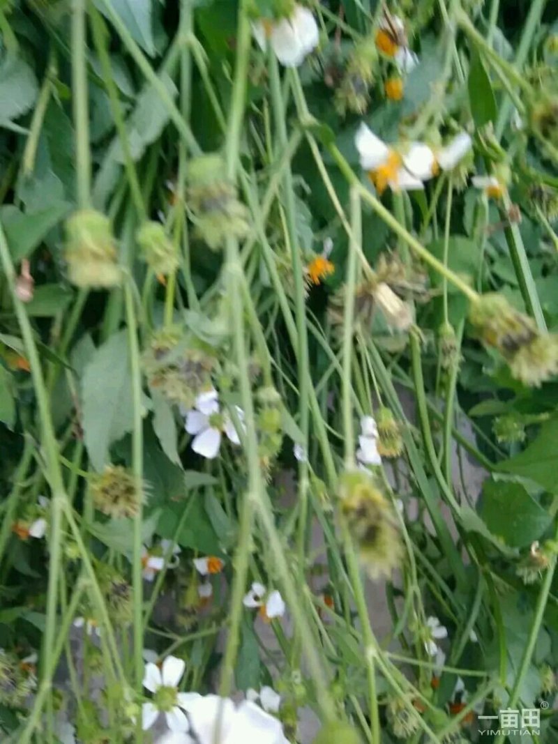 鬼针草