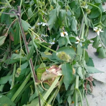 鬼针草