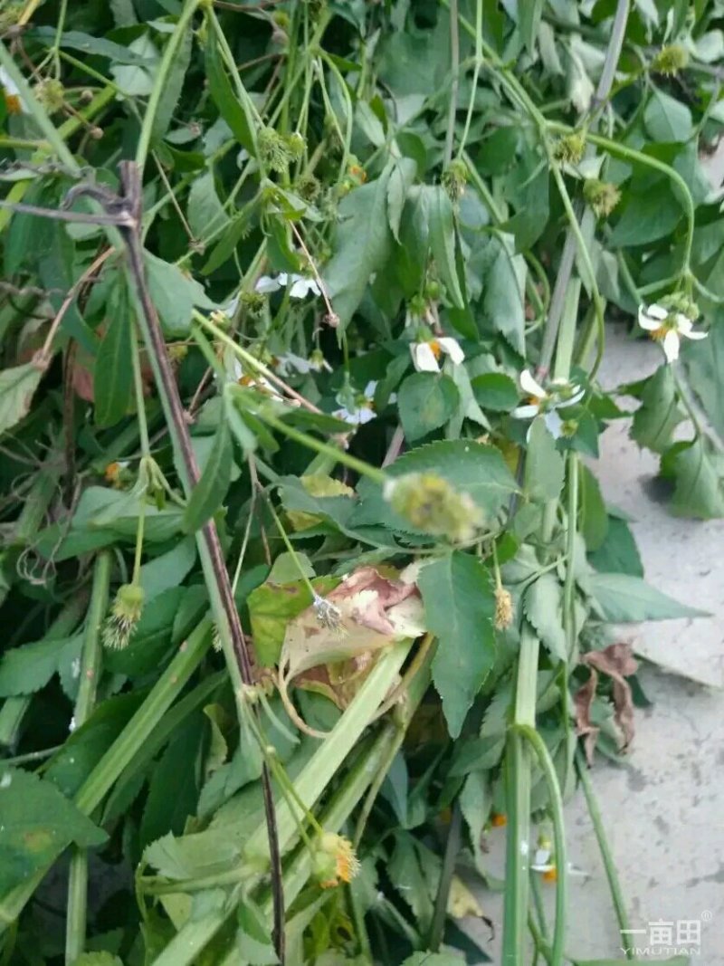 鬼针草