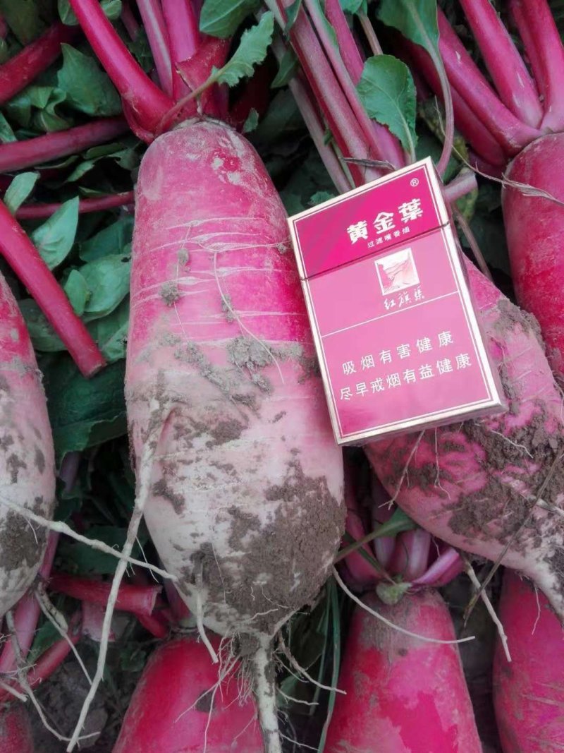 【精选】青皮萝卜，红皮萝卜.产地直供，专业代办代发全国，