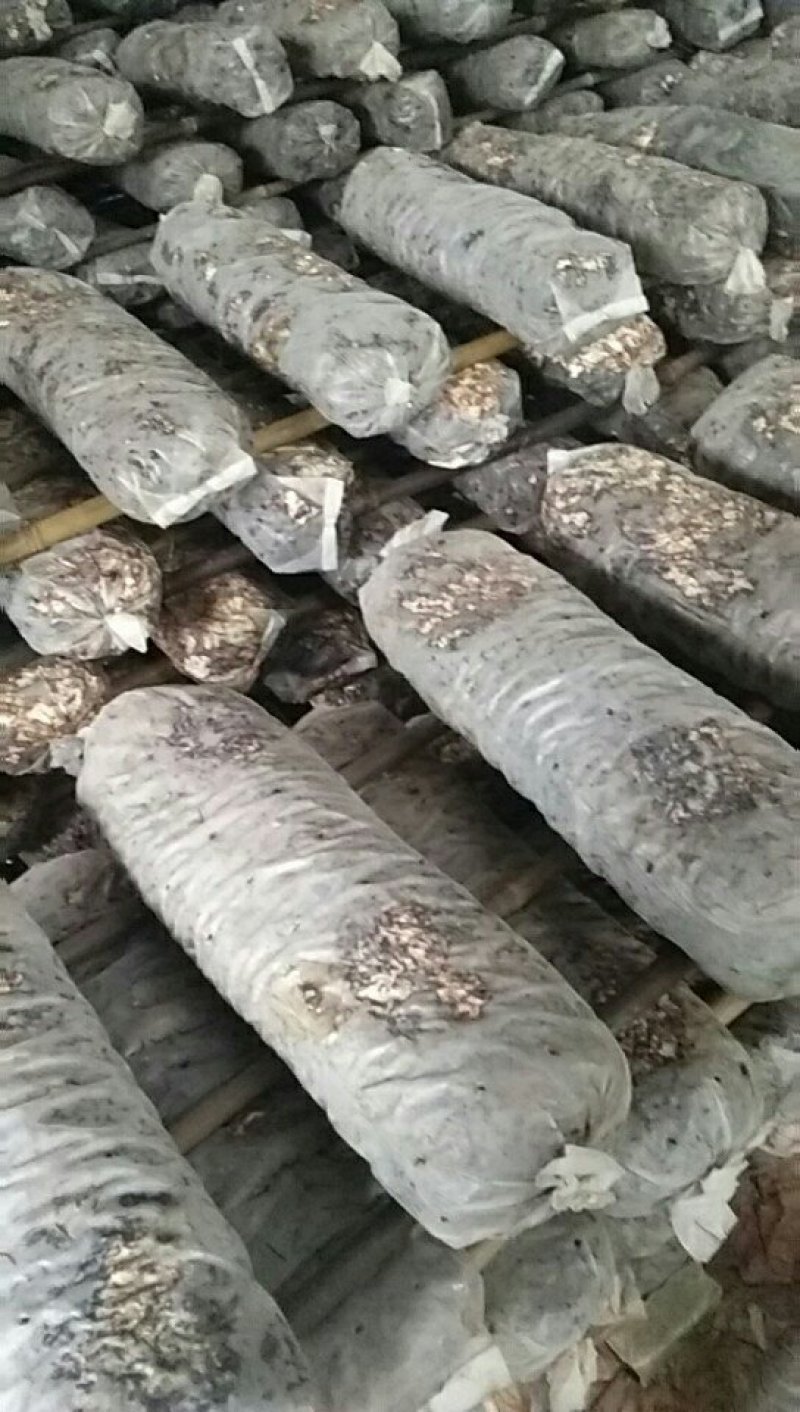 出售香菇春栽菌棒