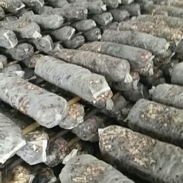 出售香菇春栽菌棒