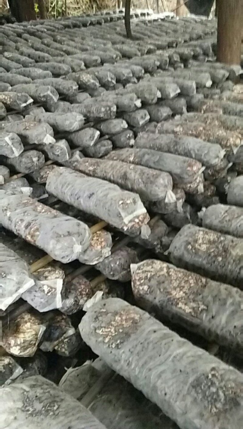 出售香菇春栽菌棒