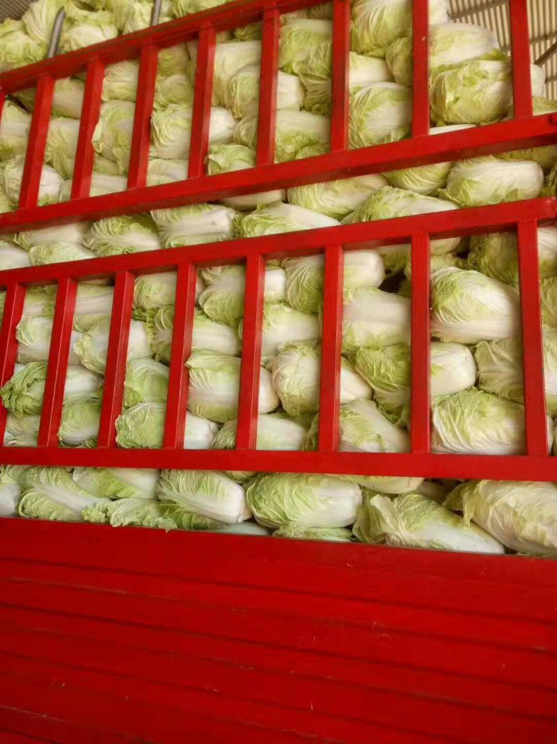 精品夏阳白菜，个头2斤左右，支持打冷上车，适合发往全国