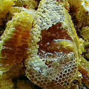 土蜂蜜