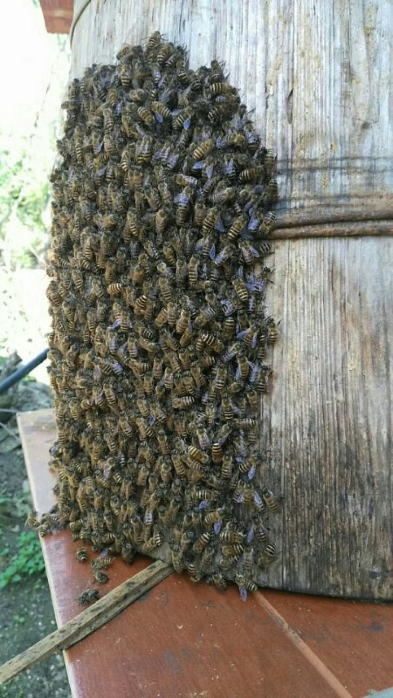 土蜂蜜