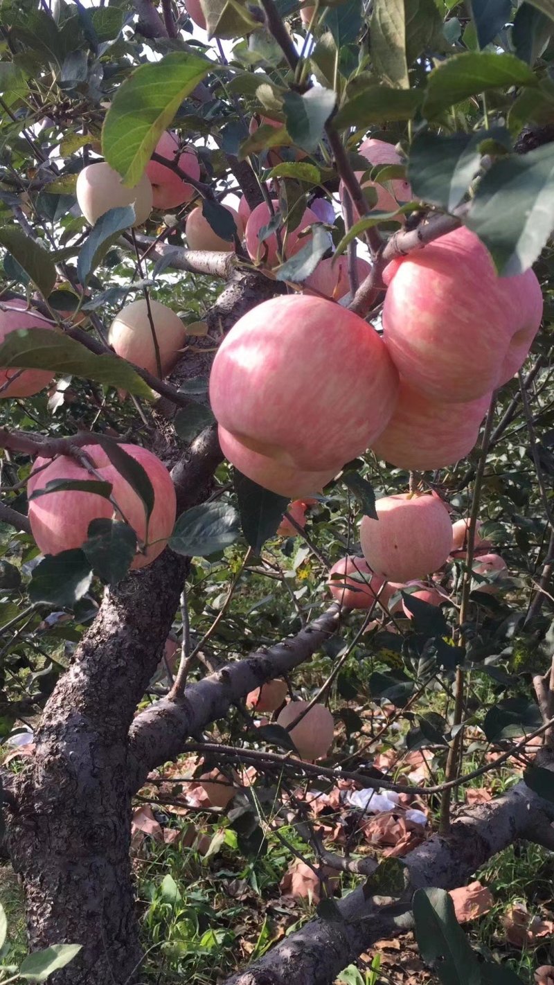 烟台红富士苹果5斤一箱